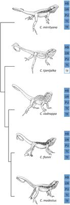 Territorial Displays of the Ctenophorus decresii Complex: A Story of Local Adaptations